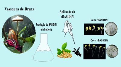 A Basidina estimula o crescimento, o desenvolvimento e a defesa de plantas