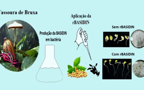 A Basidina estimula o crescimento, o desenvolvimento e a defesa de plantas