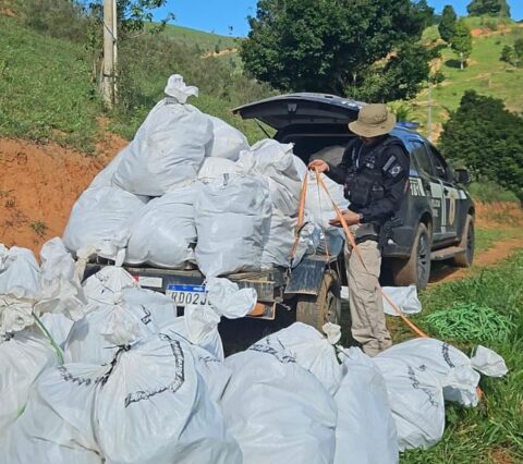 Operação Amordaçar apreende mais de meia tonelada de maconha em Itamaraju