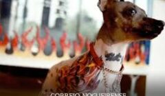 Presidente em exercício sanciona lei que proíbe tatuagens e piercings em cães e gatos