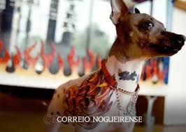 Presidente em exercício sanciona lei que proíbe tatuagens e piercings em cães e gatos