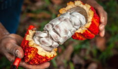 Especialistas debatem os impactos do mercado global na cacauicultura brasileira