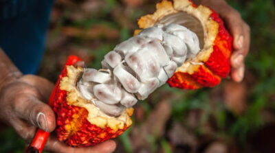 Especialistas debatem os impactos do mercado global na cacauicultura brasileira