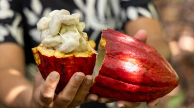 PL do Cacau incorpora propostas articuladas pela Bahia e avança no Congresso