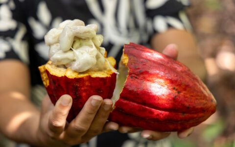 PL do Cacau incorpora propostas articuladas pela Bahia e avança no Congresso