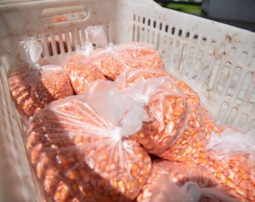 Prefeitura de Itabuna vai distribuir 600kg de sementes de feijão, 500kg de sementes de milho e 1,6 tonelada de fertilizantes à pequena produção