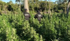 FICCO Bahia, PM, PC e DPT localizam roça com aproximadamente 50 mil pés de maconha