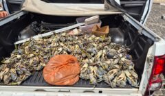 PM realiza apreensão de animais silvestres durante operação de defeso no interior da Bahia