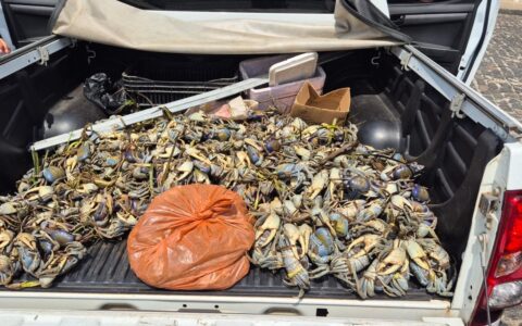 PM realiza apreensão de animais silvestres durante operação de defeso no interior da Bahia