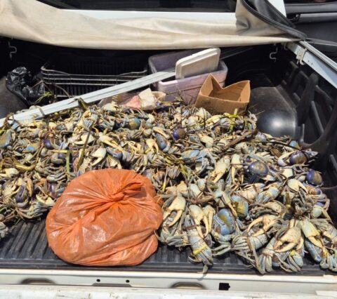 PM realiza apreensão de animais silvestres durante operação de defeso no interior da Bahia