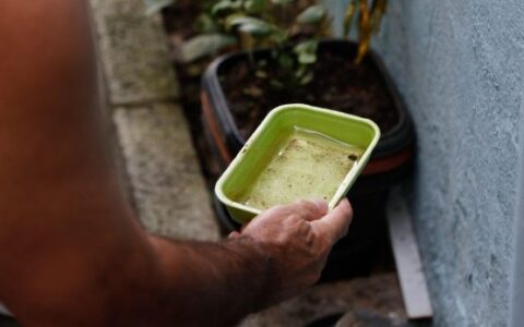 Bahia registra queda de 41% nos casos de dengue em 2026