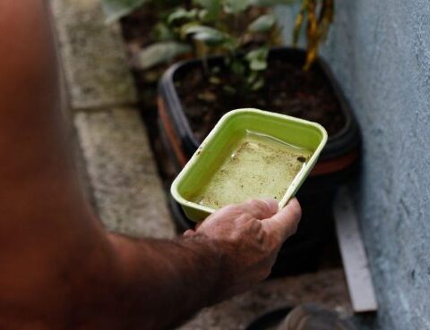Bahia registra queda de 41% nos casos de dengue em 2026