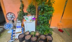 Drogas, munições e materiais utilizados no cultivo de maconha são apreendidos em Itacaré