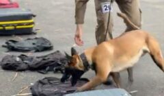 Batalhão de Choque realiza 1ª Curso Básico de Policiamento com Cães