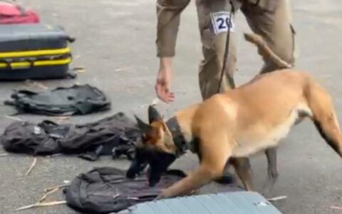 Batalhão de Choque realiza 1ª Curso Básico de Policiamento com Cães