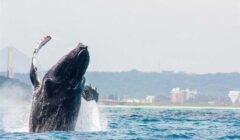 Temporada das baleias-jubarte fortalece turismo e movimenta economia de Ilhéus