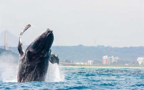 Temporada das baleias-jubarte fortalece turismo e movimenta economia de Ilhéus