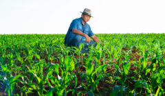 Ilhéus homenageia produtores e leva educação ambiental às escolas no Dia Nacional do Campo Limpo