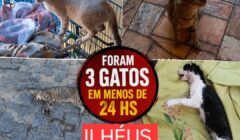 Votos em disputa. Animais em Risco e Protetores no Limite: Quando a Causa Animal Entrará na Agenda dos Candidatos?