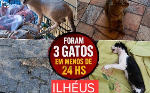 Votos em disputa. Animais em Risco e Protetores no Limite: Quando a Causa Animal Entrará na Agenda dos Candidatos?