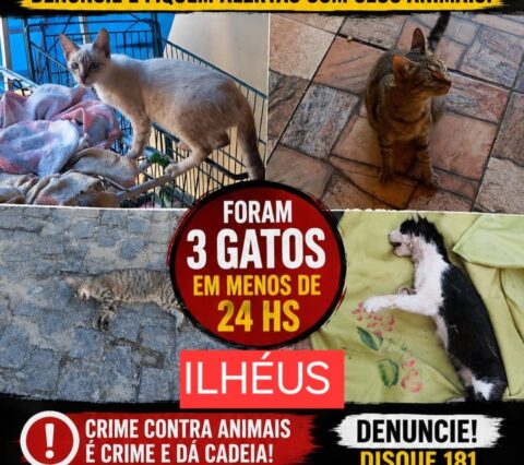 Votos em disputa. Animais em Risco e Protetores no Limite: Quando a Causa Animal Entrará na Agenda dos Candidatos?