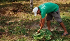 Edital seleciona cidades do sul da Bahia para projeto que fortalece alimentação escolar agroecológica