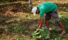 Edital seleciona cidades do sul da Bahia para projeto que fortalece alimentação escolar agroecológica