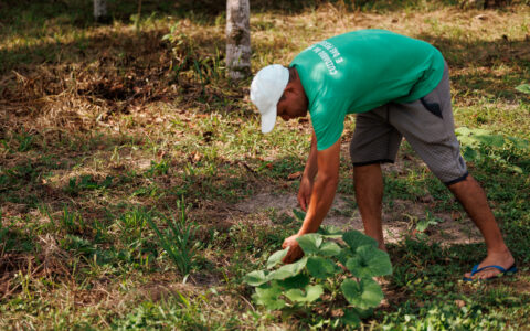 Edital seleciona cidades do sul da Bahia para projeto que fortalece alimentação escolar agroecológica
